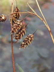 Carex magellanica