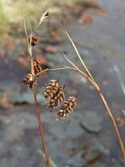 Carex magellanica