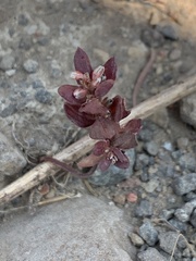 Polygonum austiniae