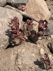 Polygonum austiniae