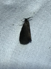 Cryptothelea gloverii