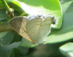Hypolycaena philippus philippus