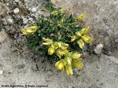 Draba dolomitica