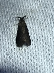 Cryptothelea gloverii