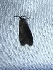 Cryptothelea gloverii