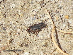 Tridactylidae