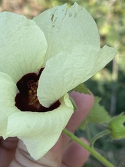 Hibiscus vitifolius