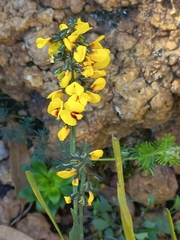 Sphaerolobium alatum