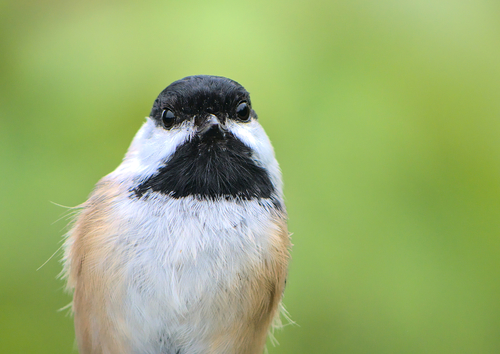 Black-capped Chickadee (Poecile atricapillus), photo 9