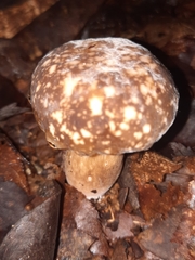 Xanthoconium affine maculosus