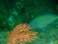 Rhabdosargus holubi