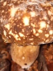 Xanthoconium affine maculosus