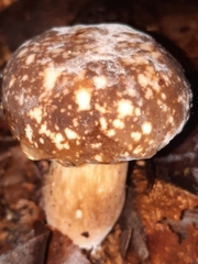 Xanthoconium affine maculosus