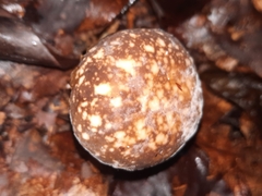 Xanthoconium affine maculosus