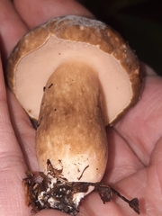 Xanthoconium affine maculosus