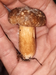 Xanthoconium affine maculosus