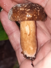 Xanthoconium affine maculosus