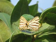 Cigaritis natalensis