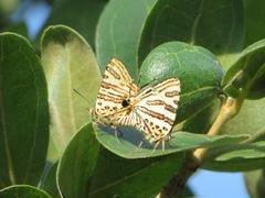 Cigaritis natalensis