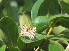 Cigaritis natalensis