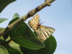 Cigaritis natalensis