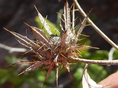 Berkheya fruticosa