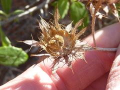 Berkheya fruticosa