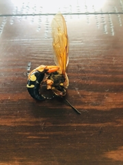 Sphecius speciosus