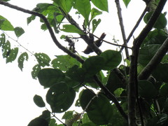 Anabacerthia variegaticeps
