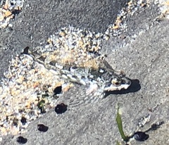 Clinocottus acuticeps