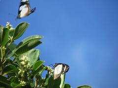 Amauris ochlea ochlea