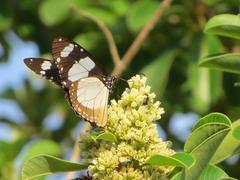 Amauris ochlea ochlea