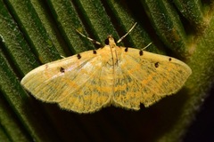 Phaedropsis