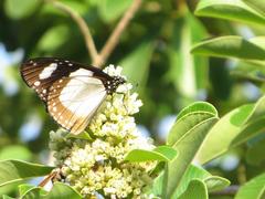 Amauris ochlea ochlea