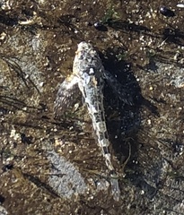 Clinocottus acuticeps