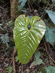 Anthurium oxybelium