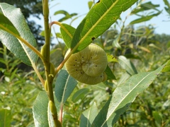 Cimbicidae