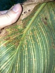 Puccinia thaliae