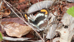 Colotis euippe omphale