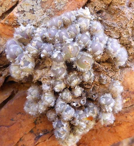 Conophytum stephanii