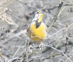 Sturnella magna lilianae