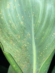 Puccinia thaliae
