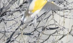 Sturnella magna lilianae