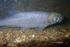 Neolissochilus stracheyi