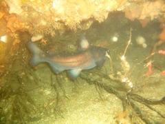 Sea Barbel photo 5