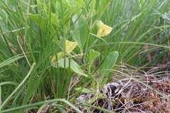 Physalis pumila hispida