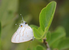 Hypolycaena philippus philippus
