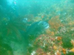 Sparodon durbanensis