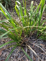 Dianella brevipedunculata