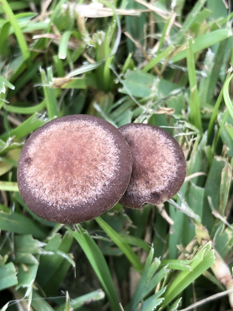 Panaeolus cinctulus · September 2021 · photo: © awsalas (iNaturalist, cc-by)